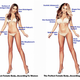 Image for article titled Here are the perfect male and female bodies, according to men and women